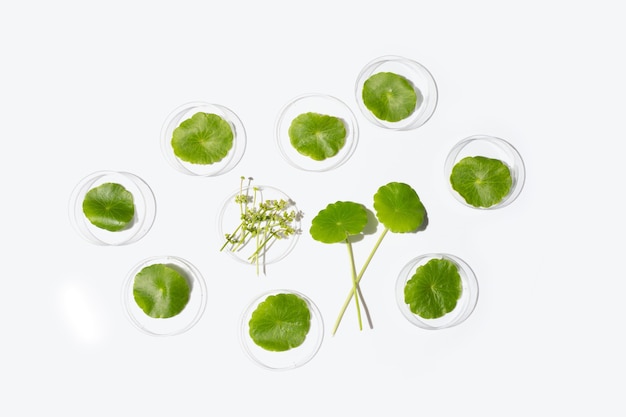 Fresh green centella asiatica leaves in petri dishes on white background.