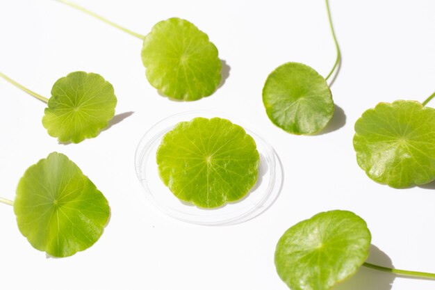 Fresh green centella asiatica leaves in petri dishes on white background.