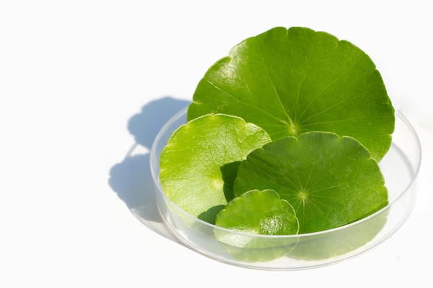 Fresh green centella asiatica leaves in petri dishes on white background