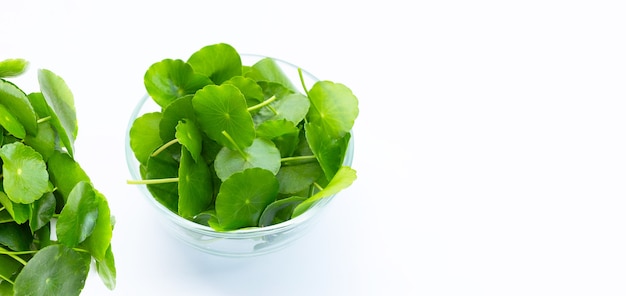 Foglie verdi fresche di centella asiatica o pianta di centella d'acqua