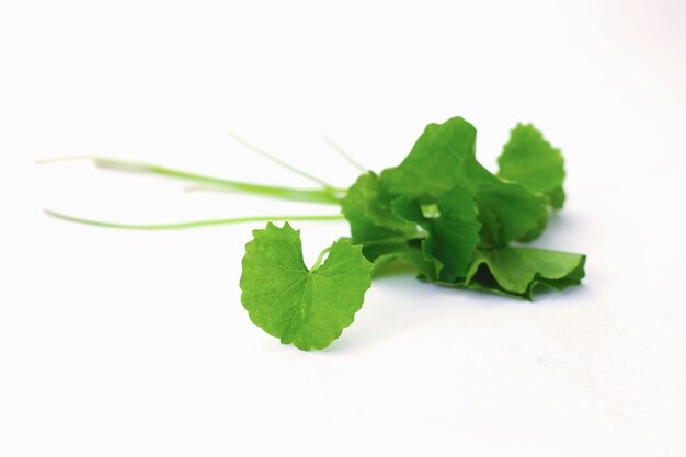 Fresh green centella asiatica leaves on white background