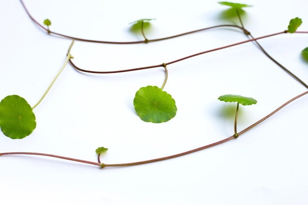 Fresh green centella asiatica leaves on white background