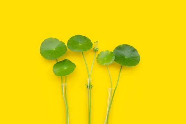 Fresh green centella asiatica leaves on yellow background