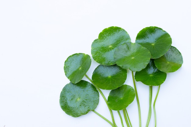 Foglie verdi fresche di centella asiatica