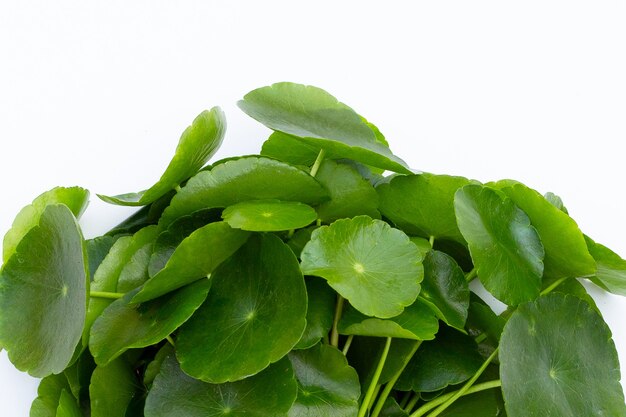 Photo fresh green centella asiatica leaves