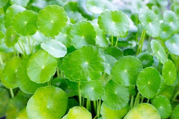 Fresh green centella asiatica leaves