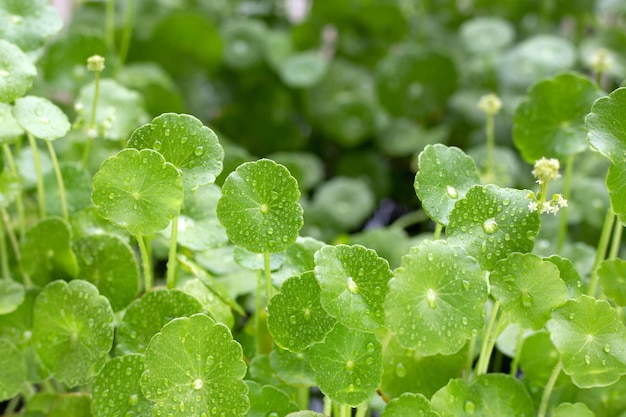 Fresh green centella asiatica leaves