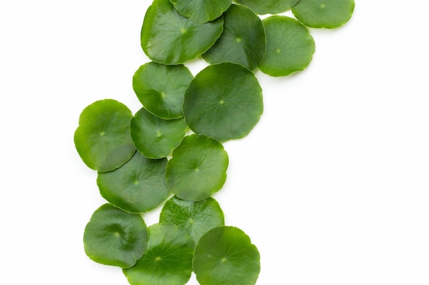 Fresh green centella asiatica leaves