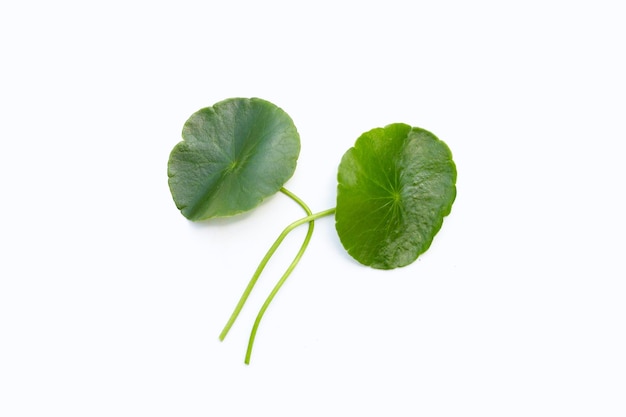 Fresh green centella asiatica leaves