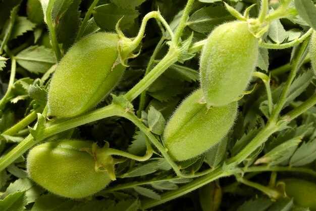 Fresh green chickpeas close up