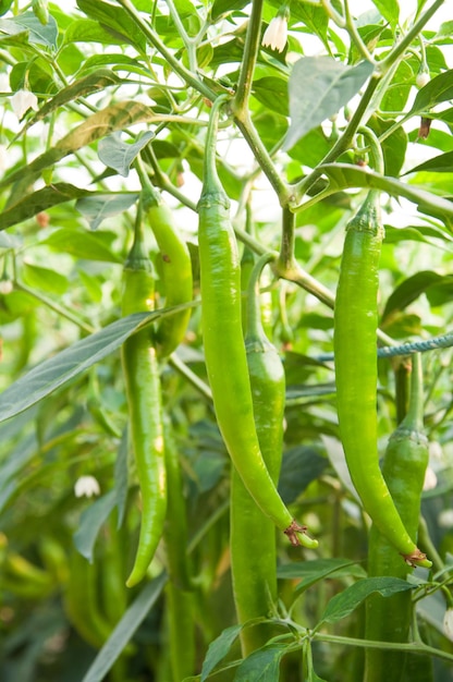 野菜畑で育つ新鮮なグリーンチリ、収穫の準備ができて、植物で原材料を調理する