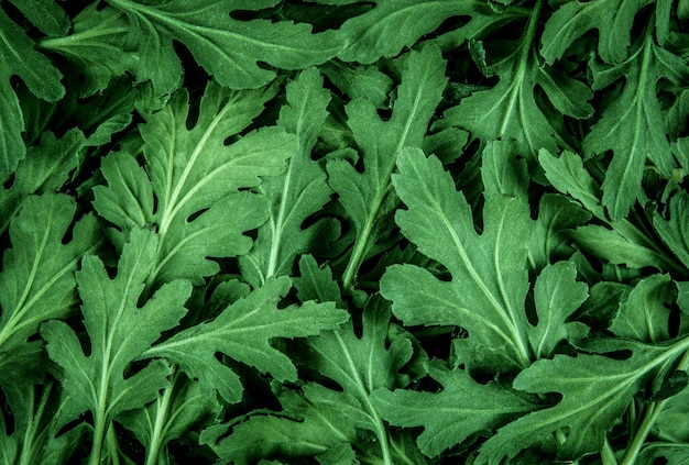 the fresh green Chrysanthemum  leaves texture background for design foliage pattern