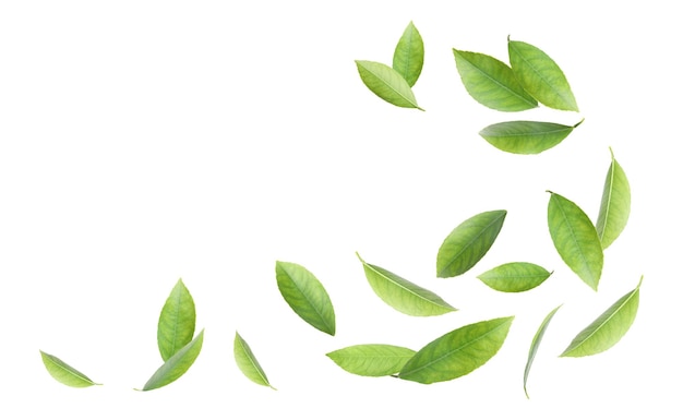 Fresh green citrus leaves on white background