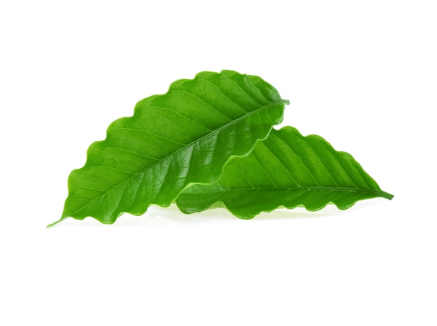 Fresh green coffee leaves isolated