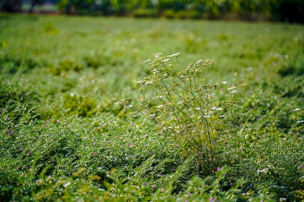 Fresh green Coriander agriculture field