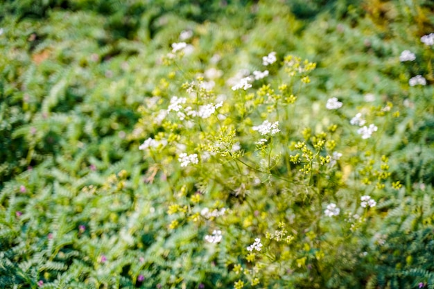 Campo di agricoltura di coriandolo verde fresco