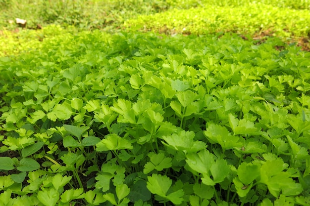 Photo fresh green coriander