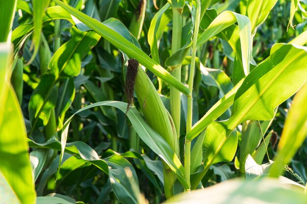 Photo fresh green corn cob in an organic corn field