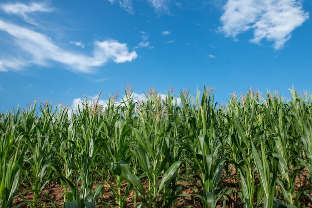 Fresh green corn orchard on a bright blue sky