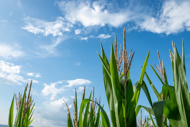 Fresh green corn orchard on a bright blue sky