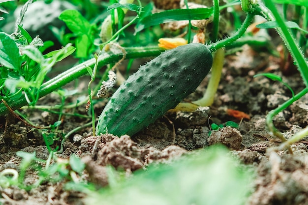 Fresh green cucumber on garden Cucumber ripen on the garden Copy empty space for text