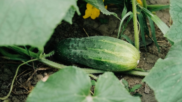 Fresh green cucumber growing on garden bed in farmer's garden