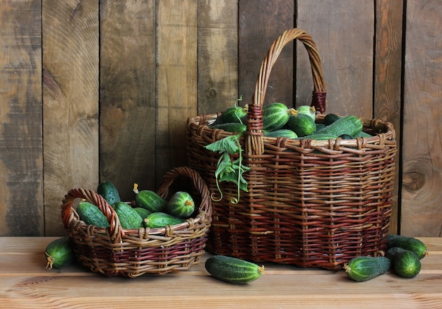 Fresh green cucumbers in baskets. food, vegetables on the table. still life in rustic style.