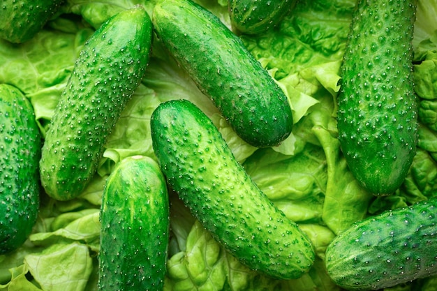 Fresh green cucumbers and salad in the kitchen closeup organic products