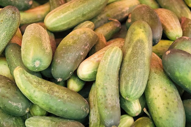 Fresh green cucumbers