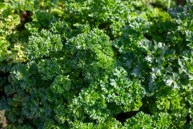 Fresh green curly parsley growing in the garden