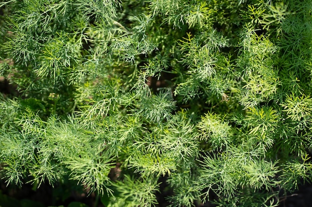 Fresh green dill background Macro fresh green dill texture top view