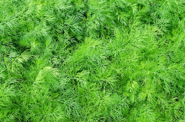 Fresh green dill close up in nature