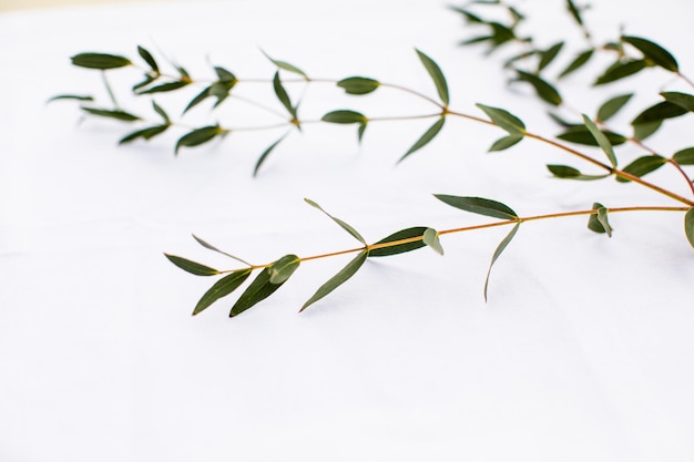 Fresh green eucalyptus branch on top of the picture copy space white background