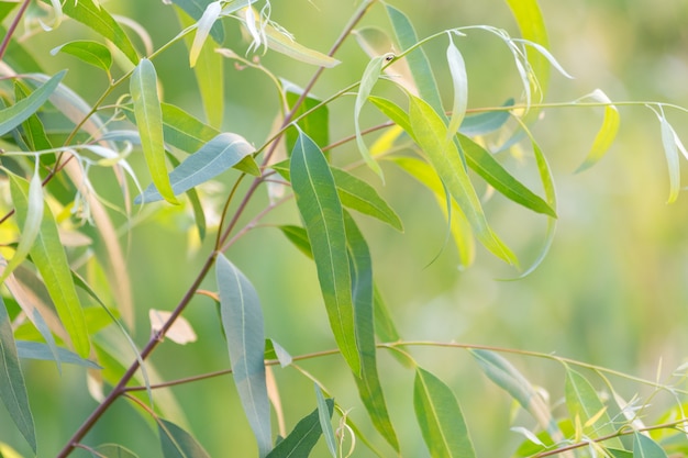 Fresh green eucalyptus leaves