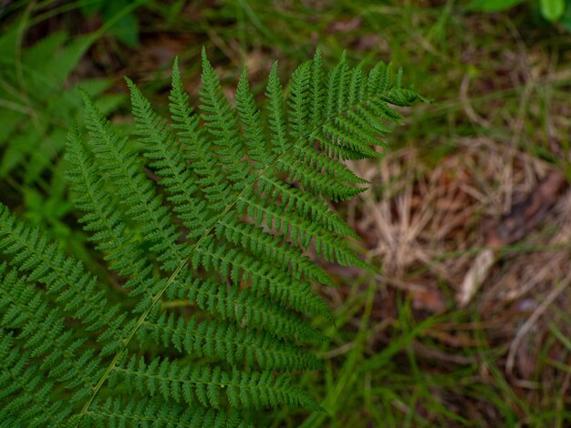 Foto foglie di felci verdi fresche nella foresta