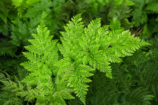 Fresh green fern leaves nature background