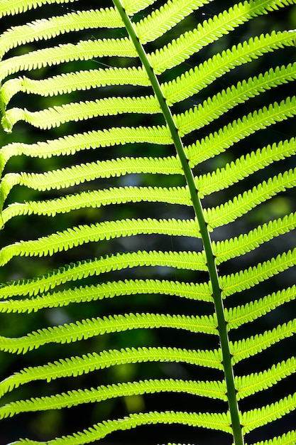 Fresh green fern leaves