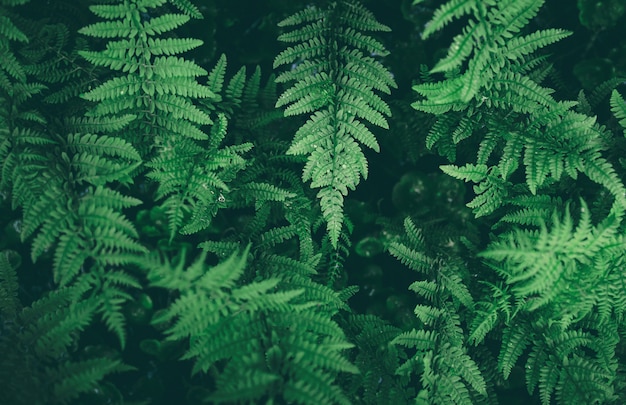 Photo fresh green fern leves with water drops