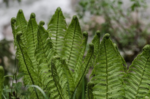 Fresh green fern