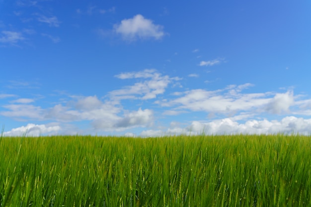 Fresh green field and blue cloudy sky