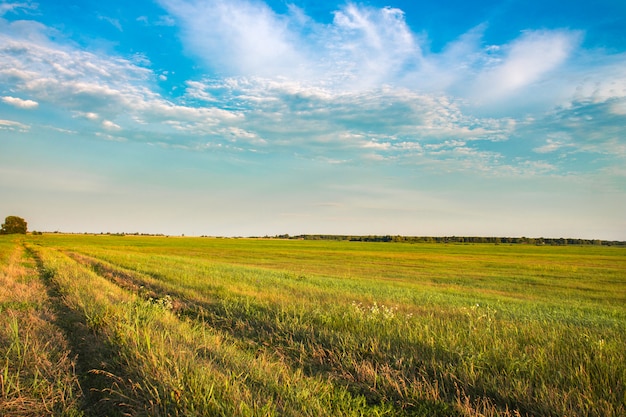 Fresh green field and blue sky in spring