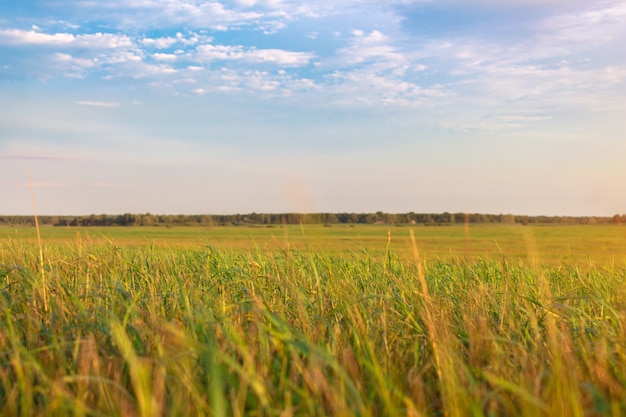 Fresh green field and blue sky in spring