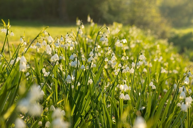 スノードロップの春の花と新鮮なグリーンフィールド