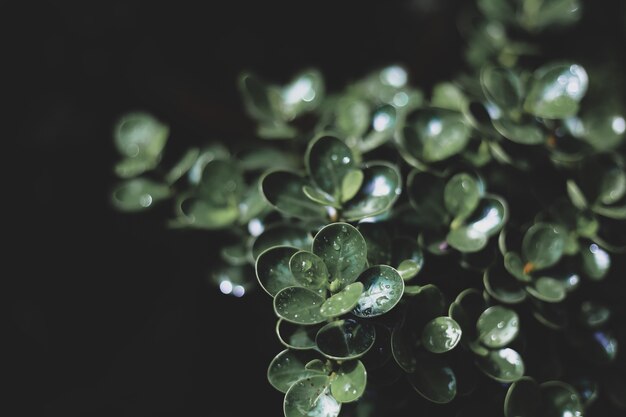 写真 雨の背景の後の新緑の花と葉