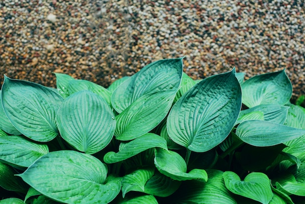 Fresh green foliage. Leaves