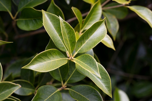 Fresh green foliage of Osmanthus fortunei shrub texture or background of young green leaves