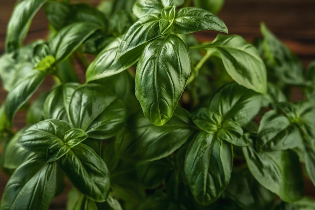 Fresh green fragrant basil with beautiful juicy leaves closeup on a wooden background
