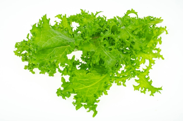 Photo fresh green frisee lettuce leaves isolated on white background.