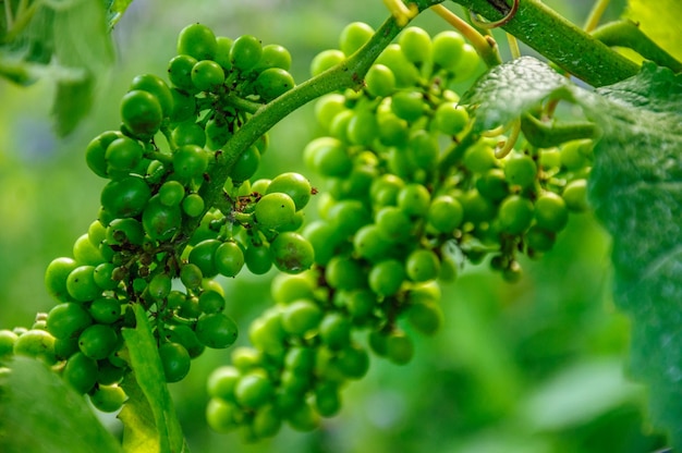 Fresh green grape on the bush