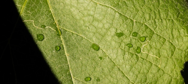 Fresh green grape leaves in the sunlight close up